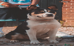 Mixed Breed dogs for adoption: 11 month Husky Staffy cross  - Image 2