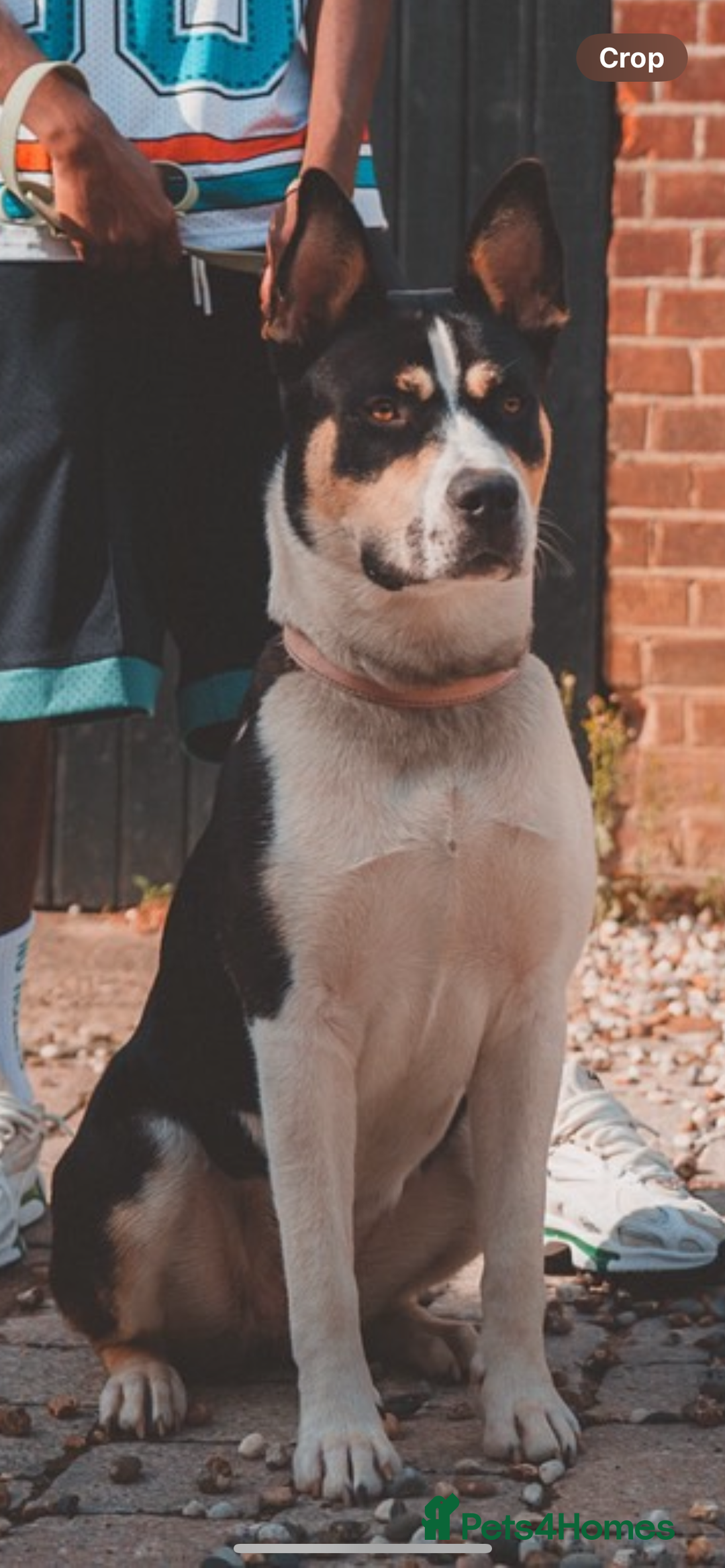 Mixed Breed dogs for adoption: 11 month Husky Staffy cross  - Image 2