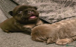 French Bulldog dogs for sale: ⭐️ QUALITY FRENCH BULLDOG PUPPIES ⭐️ - Image 3