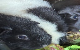 Guinea Pig rodents for sale: Guinea pigs  - Image 25