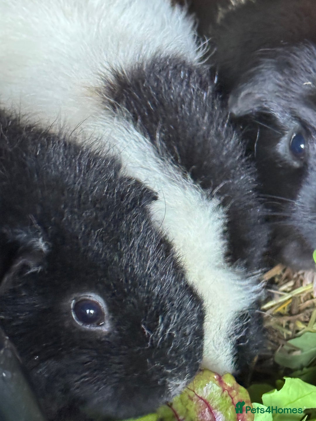 Guinea Pig rodents for sale: Guinea pigs  - Image 25