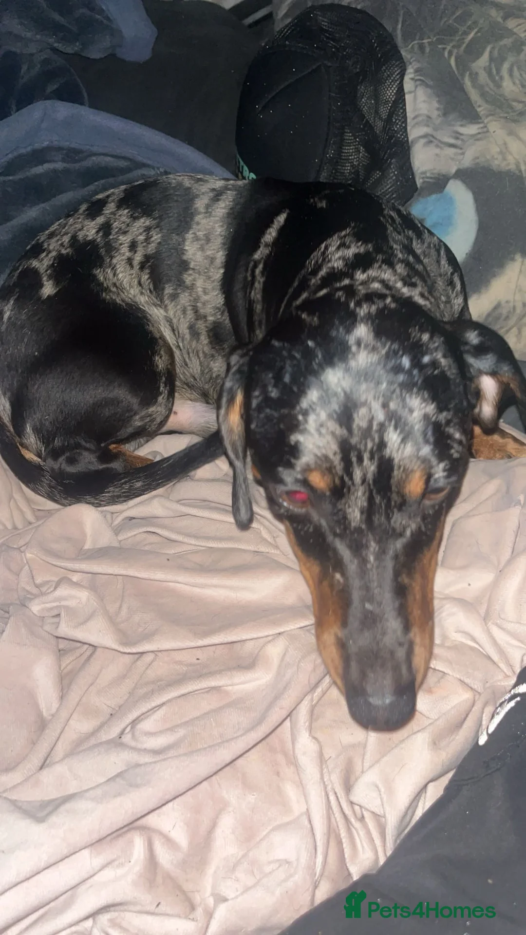 Dachshund dogs for sale: Beautiful dachshund  in Runcorn - Advert 2