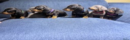 Miniature Dachshund dogs for sale: Miniature dachshunds  - Advert 3