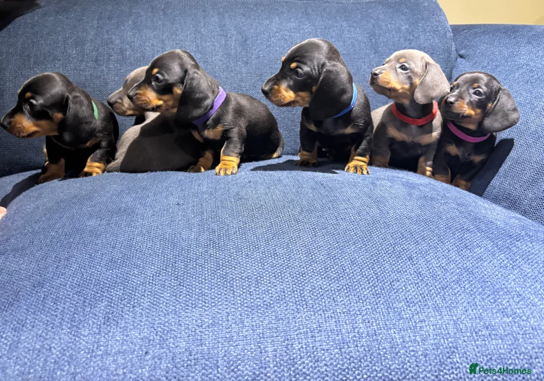 Miniature Dachshund dogs for sale: Miniature dachshunds ready for new homes 🤍 - Advert 5