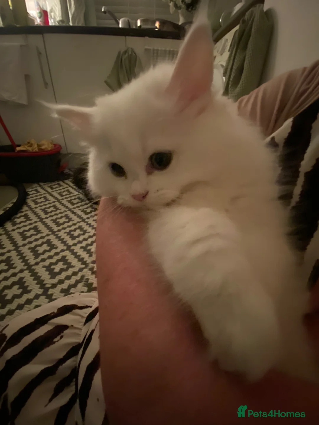 Persian cats for sale: Gorgeous Persian girls  in Stanley - Advert 2