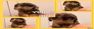 Cockapoo 8