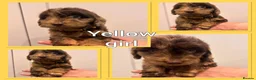 Cockapoo dogs for sale: *Show*Cockapoo Ready To Leave Health Tested Pups - Advert 5