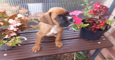 Boxer dogs - Advert 15