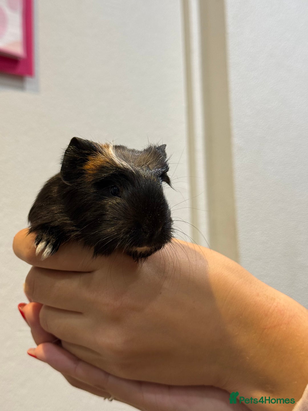 Guinea Pig rodents for sale: Baby guinea pigs for sale - Image 6