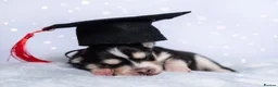 Pomsky dogs for sale: 5 girls and 3 boys are searching for 5 star homes - Advert 10