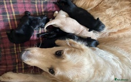 Goldador dogs for sale: Goldador Puppies  - Image 6