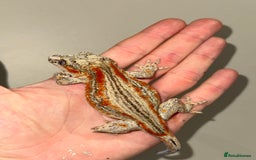 Gecko reptiles for sale: Gargoyle Geckos  - Image 2