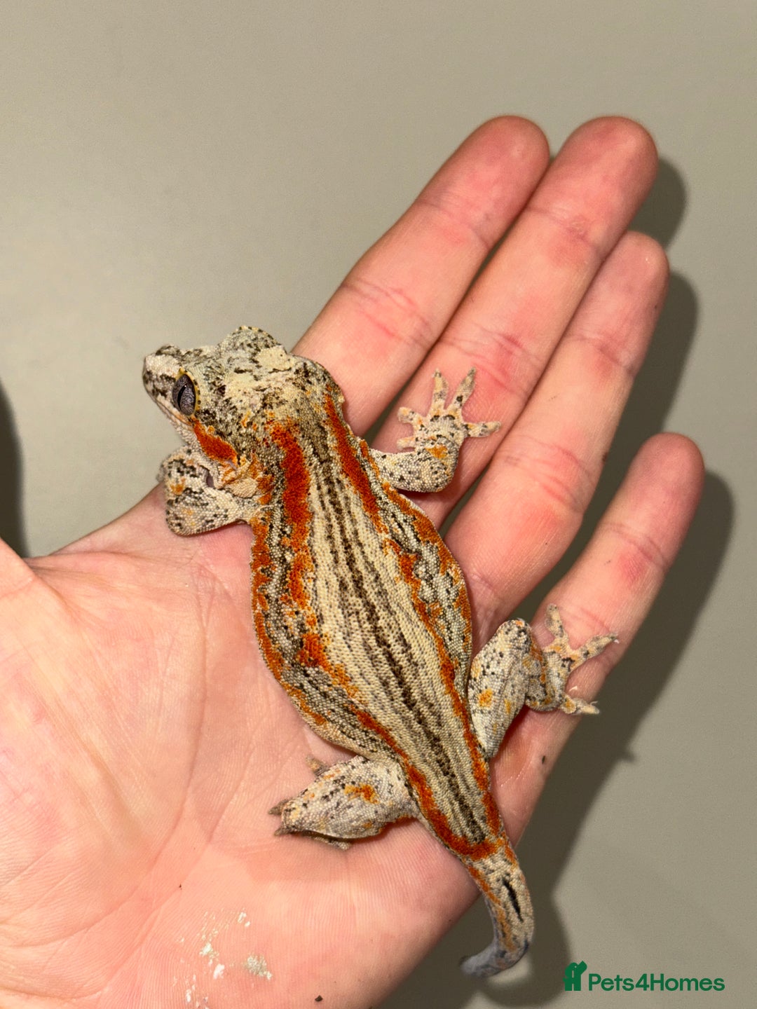 Gecko reptiles for sale: Gargoyle Geckos  - Image 2