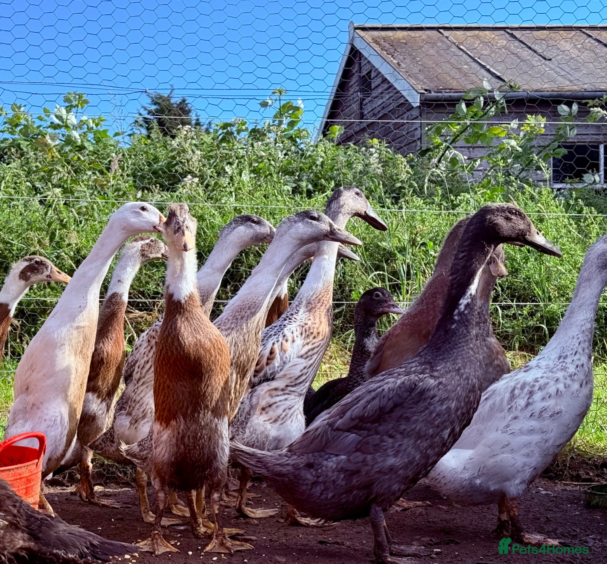 Ducks poultry Indian Runner Ducks - Advert 2