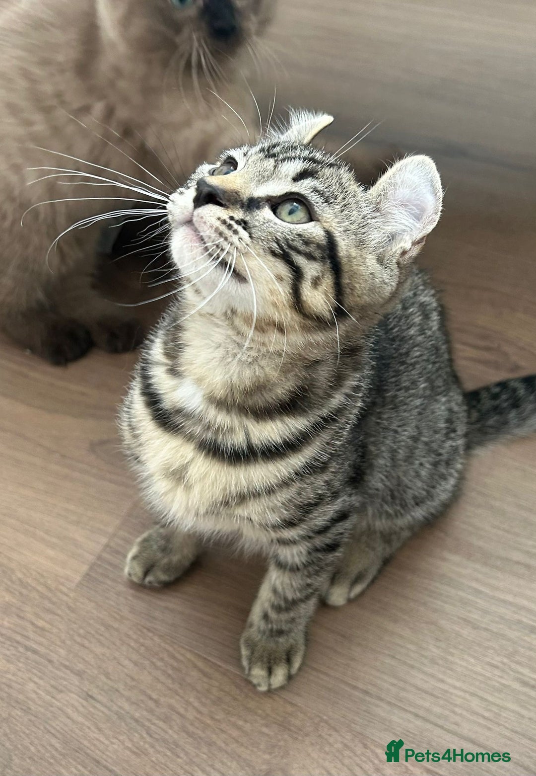 Keetso cats for sale: Reduced Ready now Last 1, Rare Jungle Curl Kittens in Portsmouth - Image 31