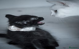 Mixed Breed cats for sale: Ragdoll x kittens for sale - Image 6