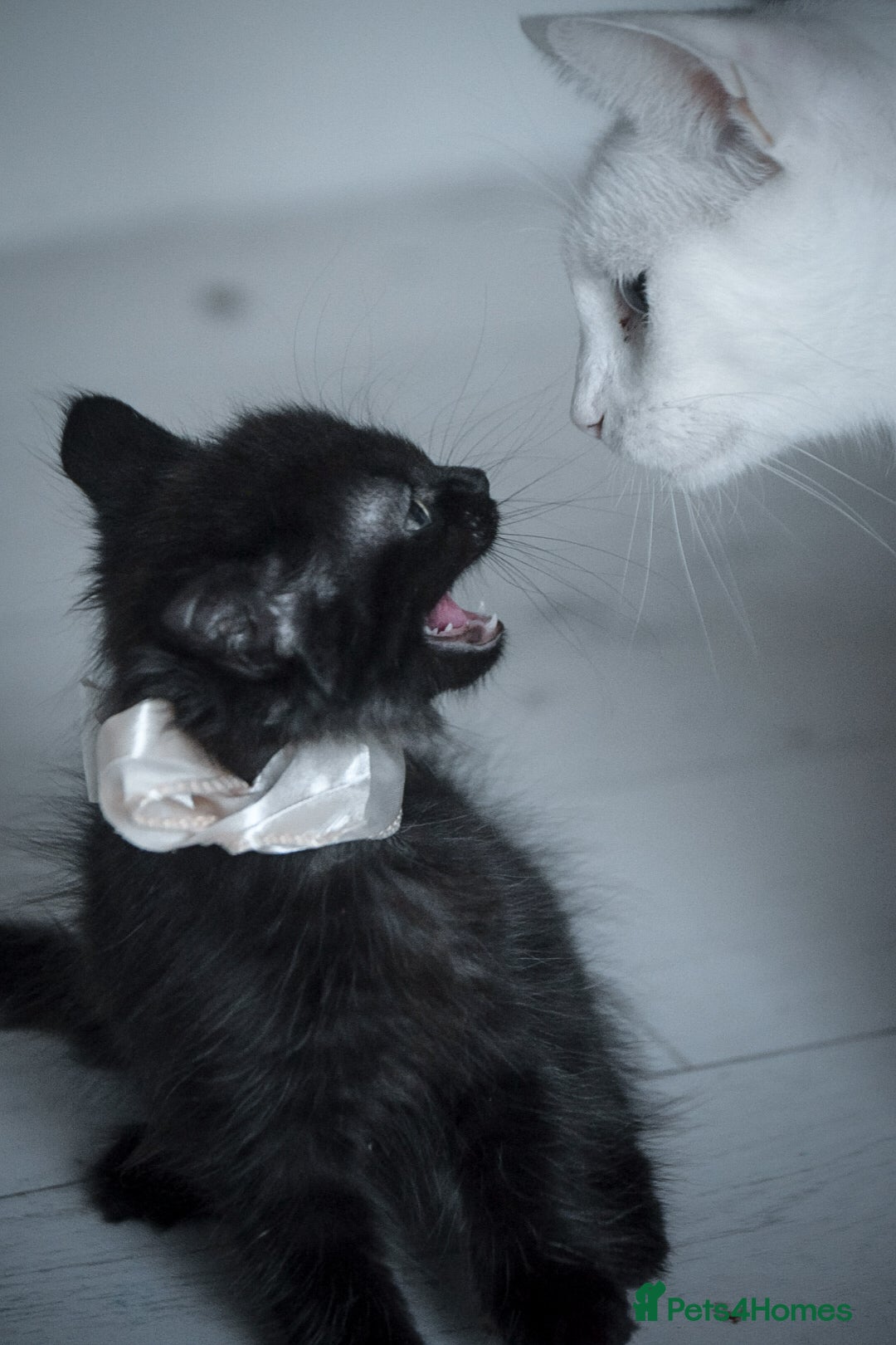 Mixed Breed cats for sale: Ragdoll x kittens for sale - Image 6
