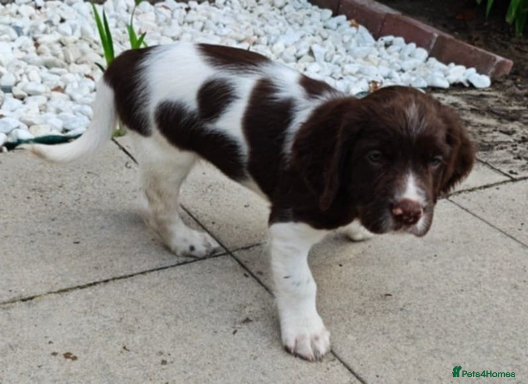 English Springer Spaniel dogs for sale: 🐾Beautiful KC Registered ES Spaniel Puppies🐾 - Image 30
