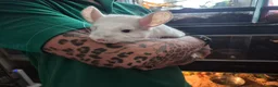 Chinchilla rodents for sale: Adult female chinchilla  - Advert 3