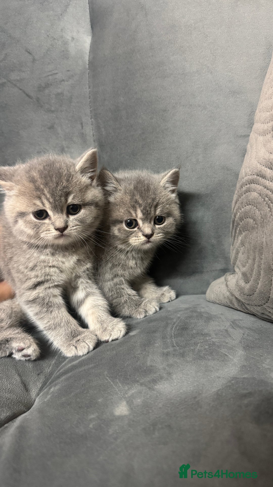 British Shorthair cats for sale: 5 British shorthair kittens  - Advert 7