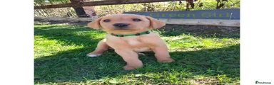 Labrador Retriever 7