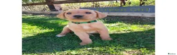 Labrador Retriever dogs for sale: Labrador Retriever puppies  - Advert 12