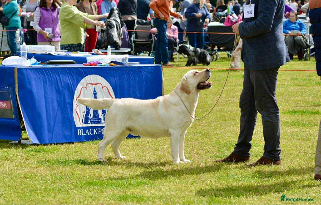 Labrador Retriever dogs for stud: Top Class Show Labrador For Stud - Image 5