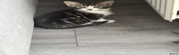 Mixed Breed cats for sale: 4 stunning kittens  - Advert 4