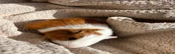 Guinea Pig rodents for sale: 4 Male Baby Guinea Pigs Available - Advert 11