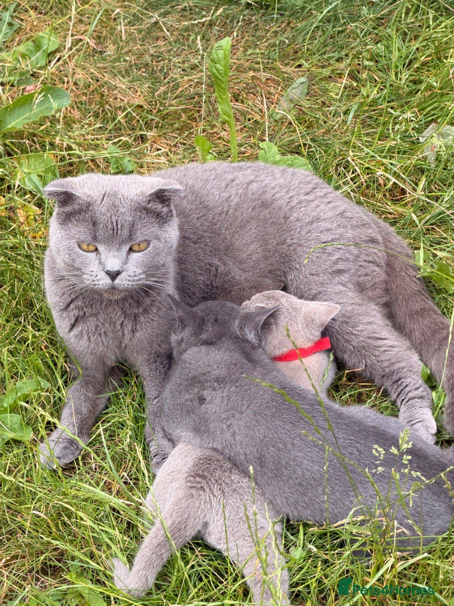 British Shorthair cats 2 boys  - Advert 1