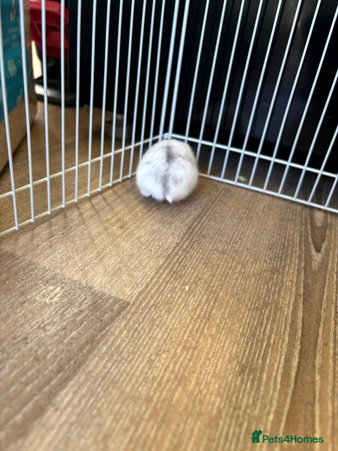 Hamster rodents for sale: Hamster Bean - Advert 3