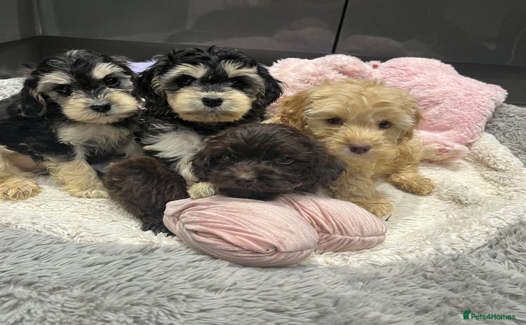 Cockapoo dogs - Advert 1