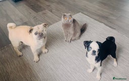 Pug dogs for sale: Stunning Puppy Unique Blue Eye Very Loving - Image 14