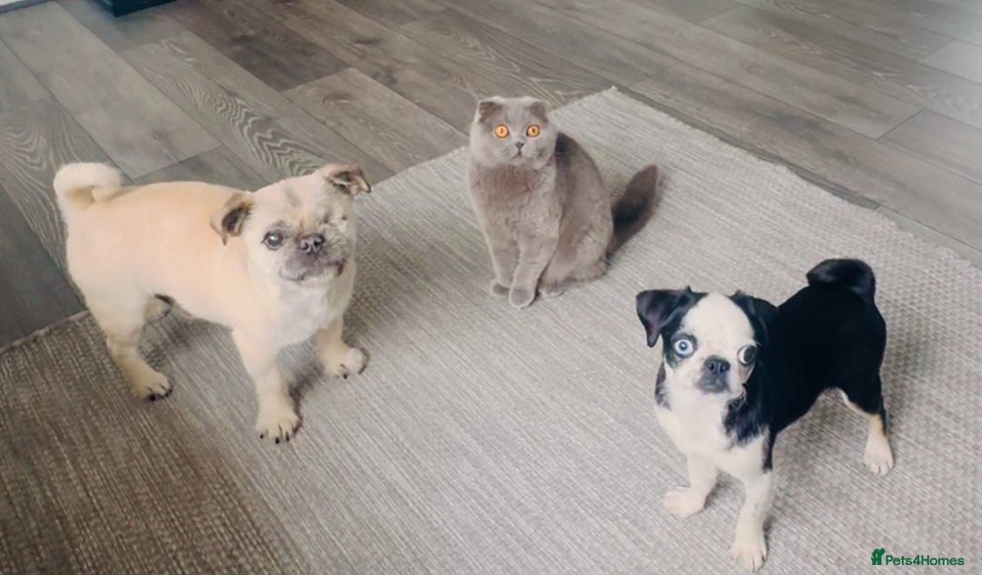 Pug dogs for sale: Stunning Puppy Unique Blue Eye Very Loving - Image 14