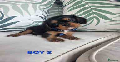 Cavalier King Charles Spaniel dogs - Advert 1