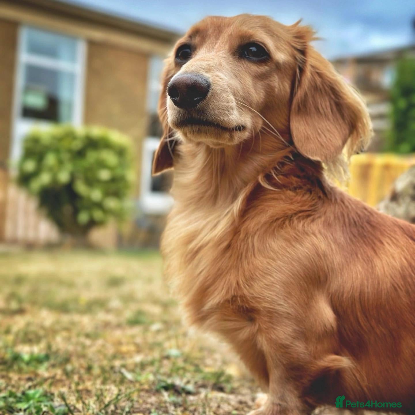 Miniature Dachshund dogs Stud Miniature Dachshund - Advert 1