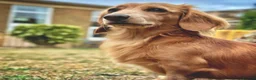 Miniature Dachshund dogs for stud: Stud Miniature Dachshund - Advert 1