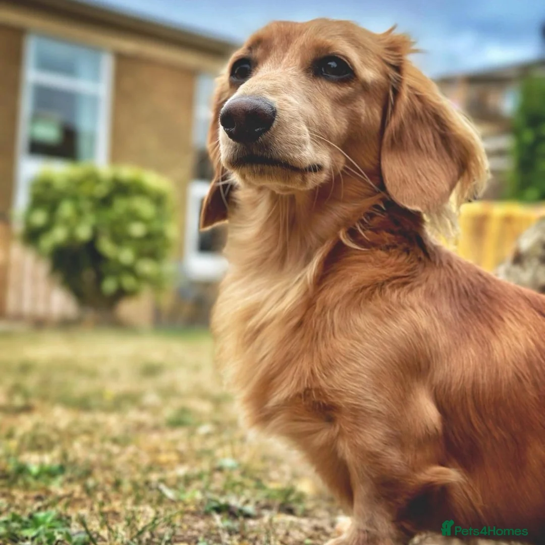 Miniature Dachshund dogs for stud: Stud Miniature Dachshund - Advert 1