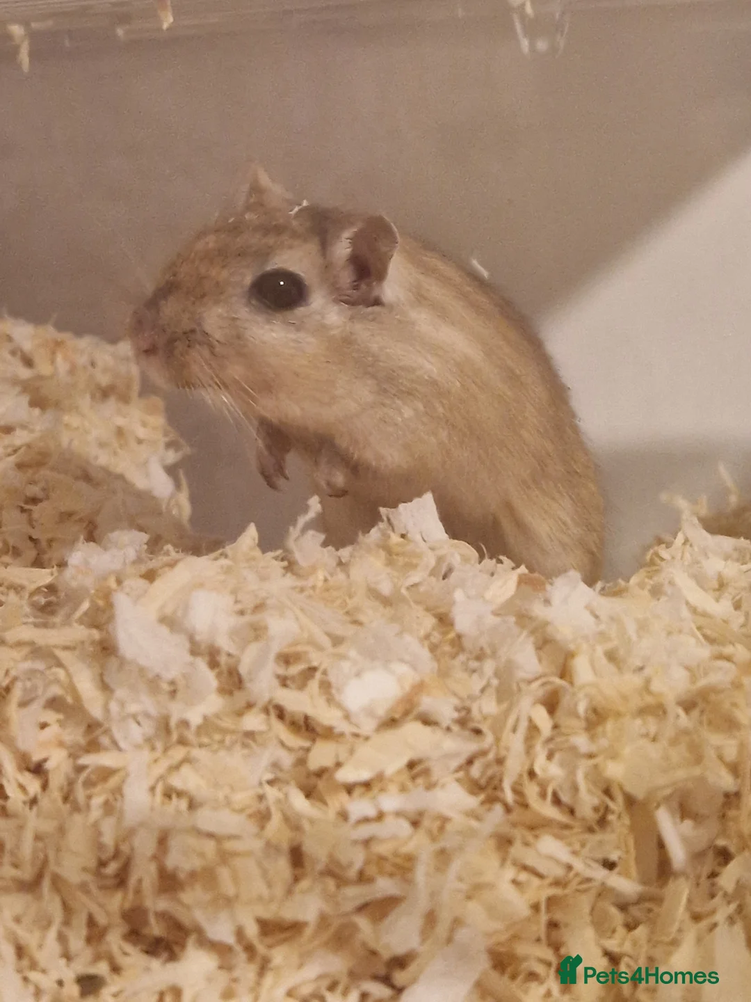 Gerbil rodents for sale: Single female available for bonding - Advert 4