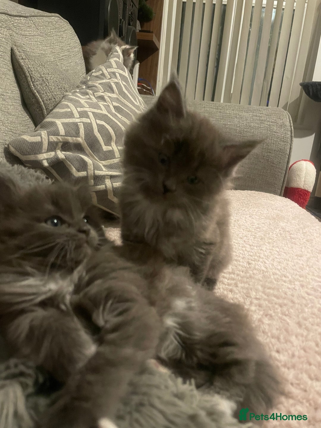 Ragdoll cats for sale: 4 maincoon x ragdoll kittens - Advert 3