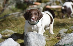 English Springer Spaniel dogs for sale: English springer spaniels  - Image 21
