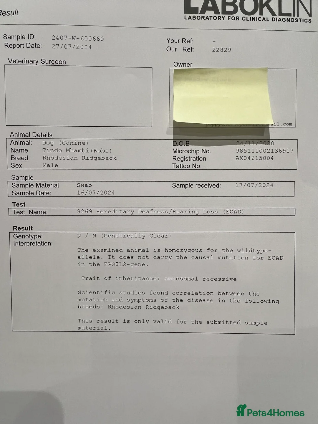 Rhodesian Ridgeback dogs for stud: Proven KC Reg Fully Health Tested RR for Stud in Bolton - Advert 28