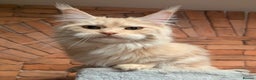 Maine Coon cats for sale: Maine coon females  - Advert 5