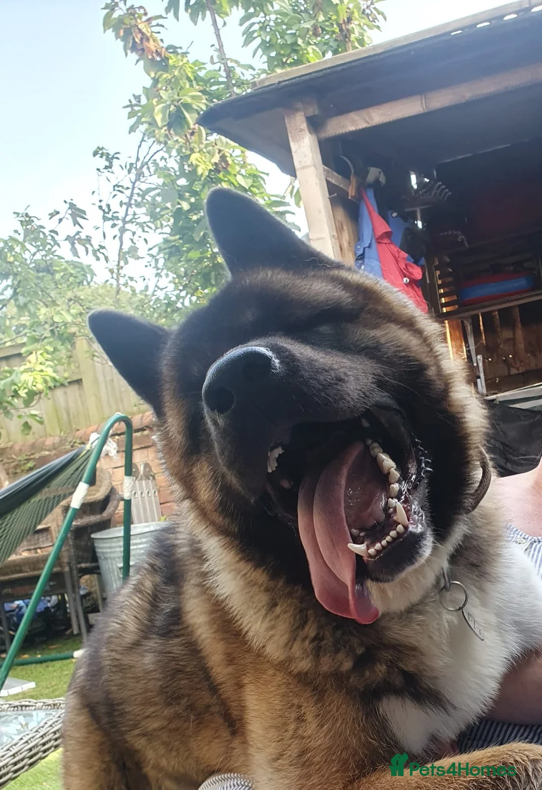 Akita dogs for sale: Male American Akita  - Advert 1