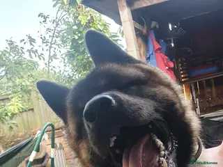 Akita dogs Male American Akita - Advert 1