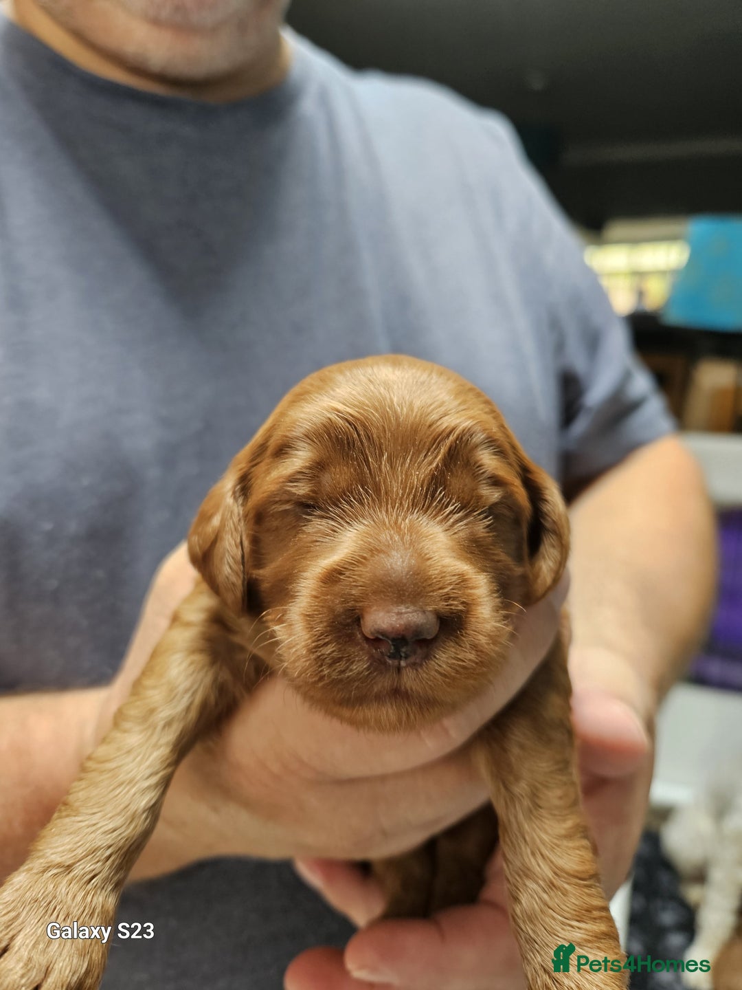 Cockapoo dogs for sale: Cockapoo puppies - Advert 7