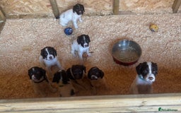 English Springer Spaniel dogs for sale: Springer spaniels puppies - Image 7