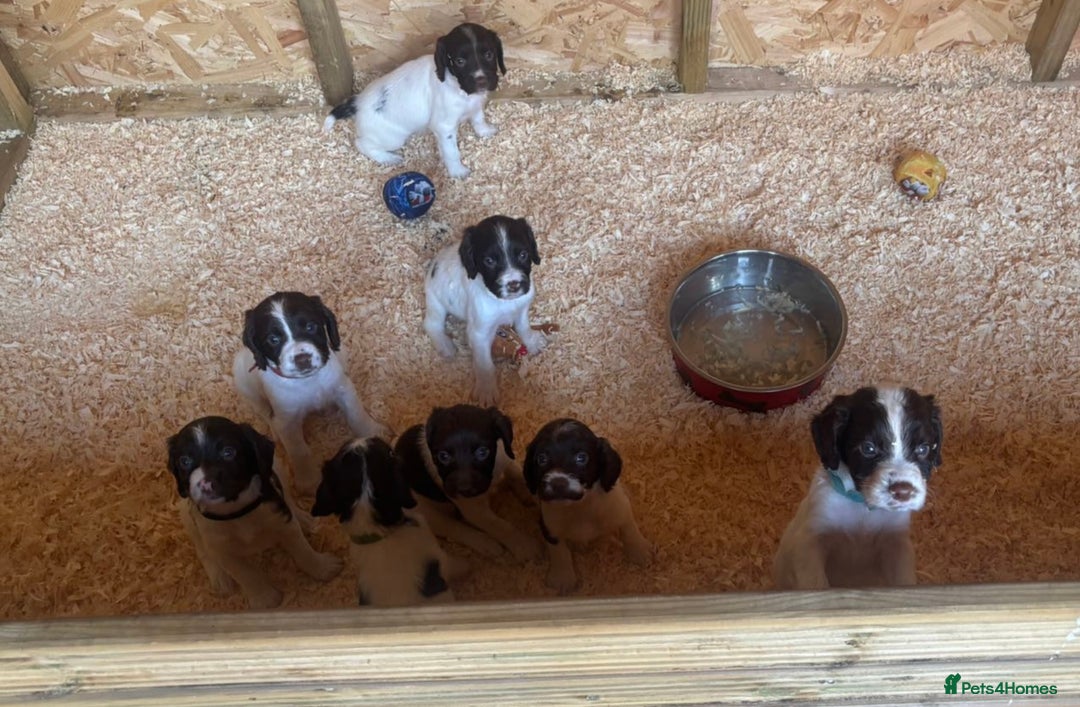 English Springer Spaniel dogs for sale: Springer spaniels puppies - Image 7