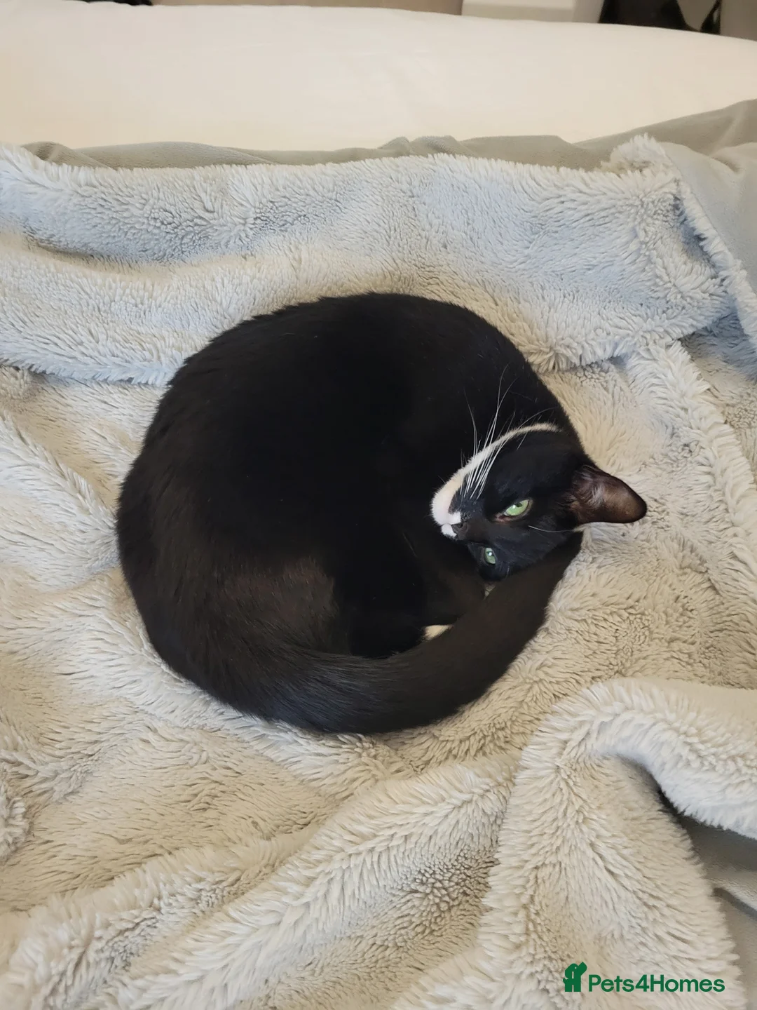 Mixed Breed cats for sale: Lovely cats looking for loving home - Advert 4