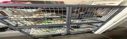 Rat rodents for sale: 4 dumbo rats + cage, food and accessories  in Esher - Advert 8